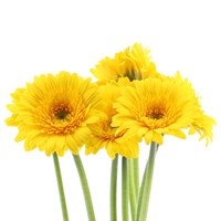 Gerbera - Mini (x 8 Individual Stems) - Yellow