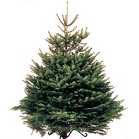 Norway Spruce 6-7ft (175-200cm) Real Cut Christmas Tree