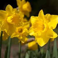 Taylors Bulbs Narcissi Golden Trumpets - 20kg (NP04)