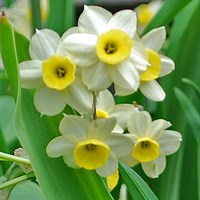 Taylors Bulbs Narcissi Minnow - Pack of 60 (PN02)