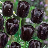Taylors Bulbs Tulip Queen of Night - Pack of 25 (PN04)