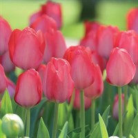 Taylors Bulbs Tulip Van Eijk - Pack of 70 (PN05)