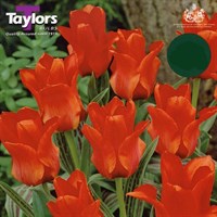Taylors Bulbs Tulip Red Riding Hood - Pack of 50 (PN06)