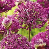 Taylors Bulbs Allium Purple Sensation - Pack of 50 (PN09)