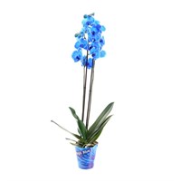 Orchid Blue (Phalaenopsis) Houseplant 12cm Pot
