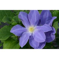 Clematis Dianas Delight (Evipo026) 3 Litre Climber Plant