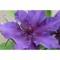 Clematis Fleuri (Evipo042) 3 Litre Climber Plant