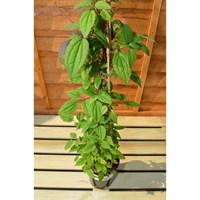 Clematis Montana Marjorie 3 Litre Climber Plant