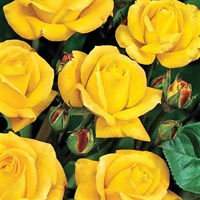 Arthur Bell Bush Rose Floribunda 4L Pot