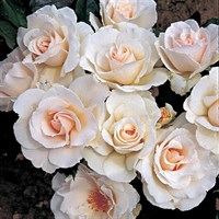 Margaret Merril Bush Rose 4L Pot