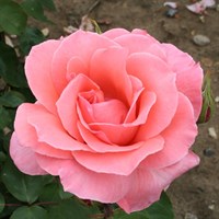 Blessings Bush Rose 4L Pot (3BLES)