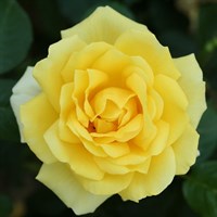 Golden Wedding Bush Rose 5.5L Pot (3GUGO)