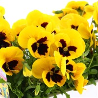 Pansy F1 Yellow With Blotch 6 Pack Boxed Bedding