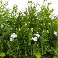 Lobelia White Lady (Bush) 12 Pack Boxed Bedding