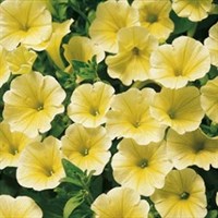 Petunia F1 Frenzy Buttercream 12 Pack Boxed Bedding