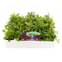 Lobelia Bush Mixed 20 Pack Boxed Bedding