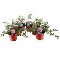 A Lucky Dip Selection! Bacopa - 6 x 10.5cm Pot Bedding