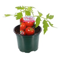 Tomatoes Ailsa Craig 10.5cm Pot Bedding Vegetables
