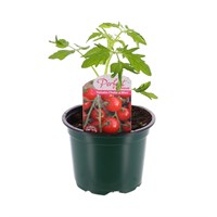 Tomatoes Chelsea Mini 10.5cm Pot Bedding Vegetables