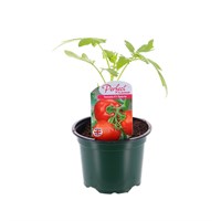 Tomatoes Sparta 10.5cm Pot Bedding Vegetables
