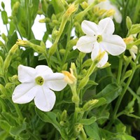 Nicotiana White 6 Pack Boxed Bedding