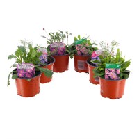 A Lucky Dip Selection! Brachycome - 6 x 10.5cm Pot Bedding