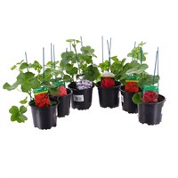 Geranium Ivy Leaf Tornado Mix 6 Pack Boxed Bedding