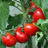 A Lucky Dip Selection! Tomatoes - 6 x 10.5cm Carry Pack