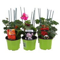 A Lucky Dip Selection! Trailing Geraniums - 15 x 10.5cm Tray
