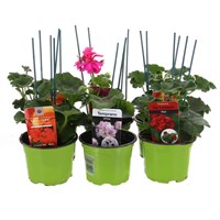 A Lucky Dip Selection! Geraniums Trailing Mixed - 6 x 10.5cm Pot Bedding