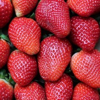 A Lucky Dip Selection! Strawberries - 6 x 10.5cm Fruit & Vegetable Pot Bedding