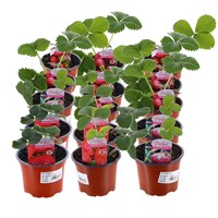 A Lucky Dip Selection! Strawberries - 6 x 10.5cm Fruit & Vegetable Pot Bedding