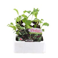 Broccoli Purple Sprouting 12 Pack Boxed Vegetables