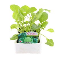 Cabbage Golden Acre 12 Pack Boxed Vegetables