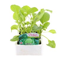 Cabbage Golden Acre 12 Pack Boxed Vegetable