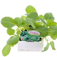 Cabbage Derby Day 12 Pack Boxed Vegetable