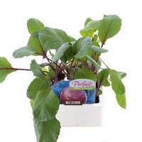 Cabbage Drumhead Red 12 Pack Boxed Vegetable