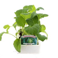 Cabbage Savoy 12 Pack Boxed Vegetable