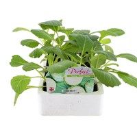 Cabbage White Coleslaw 12 Pack Boxed Vegetable
