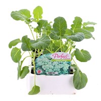 Calabrese Typhoon 12 Pack Boxed Vegetable