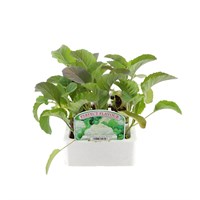 Cauliflower All Year Round 12 Pack Boxed Vegetable