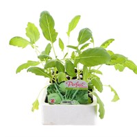 Khol Rabi 12 Pack Boxed Vegetable