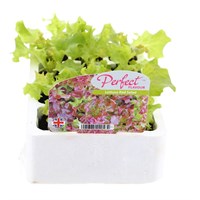 Lettuce Red Salad 12 Pack Boxed Vegetables