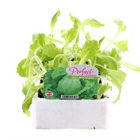 Lettuce Webbs Wonderful 12 Pack Boxed Vegetables