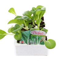 Pak Choi 12 Pack Boxed Vegetable