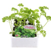 Parsley 12 Pack Boxed Vegetable