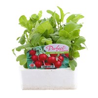 Raddish Cherry Belle 12 Pack Boxed Vegetables
