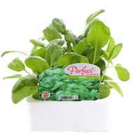Spinach 12 Pack Boxed Vegetables
