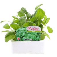 Spinach 12 Pack Boxed Vegetable