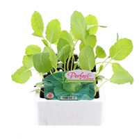 Spring Greens 1st Early Market 12 Pack Boxed Vegetable
